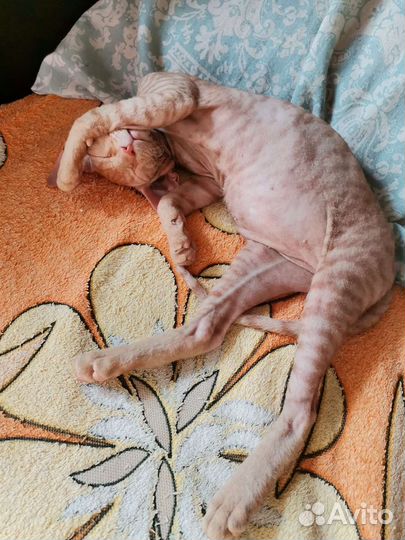 Донской сфинкс