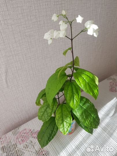 Клеродендрум госпожи Томпсон