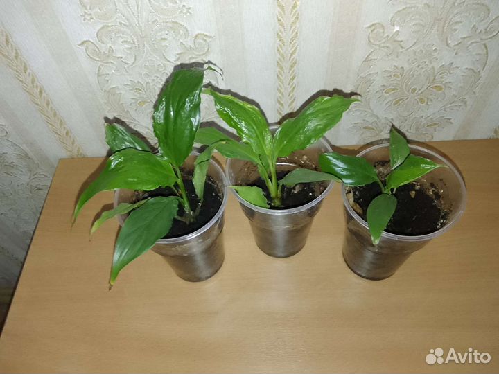 Комнатный цветок спатифиллум