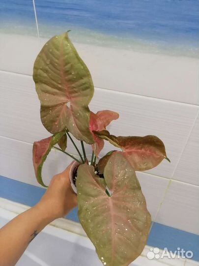 Сингониумы сортовые