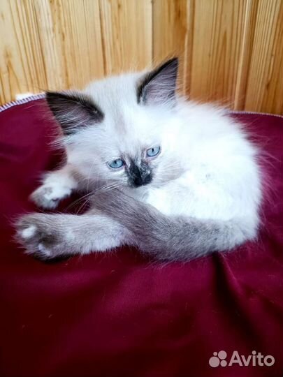 Невская маскарадная