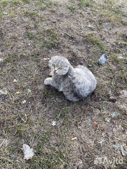 Кошечка ищет дом