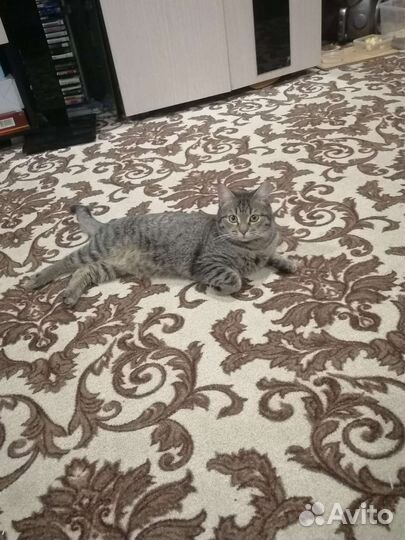 Котик в дар