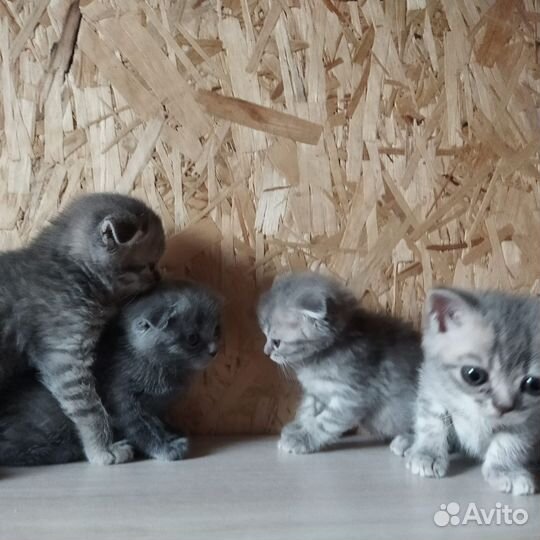 Шотландские котята