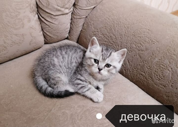 Шотландские котята