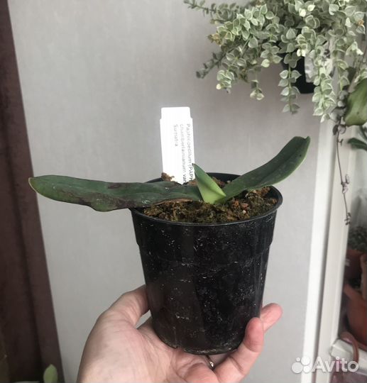 Орхидея башмачок Paphiopedilum