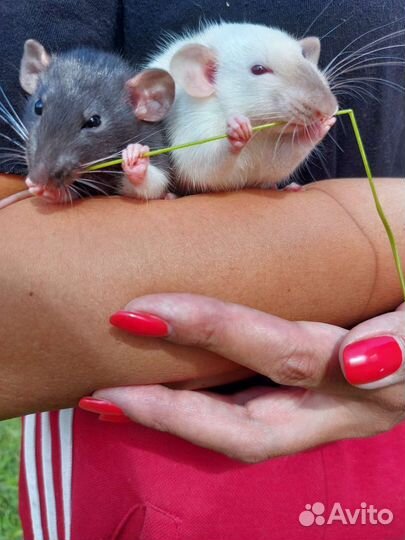 Крыса дамбо вязка