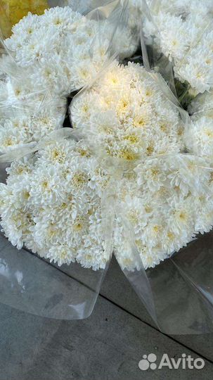 Хризантемы оптом