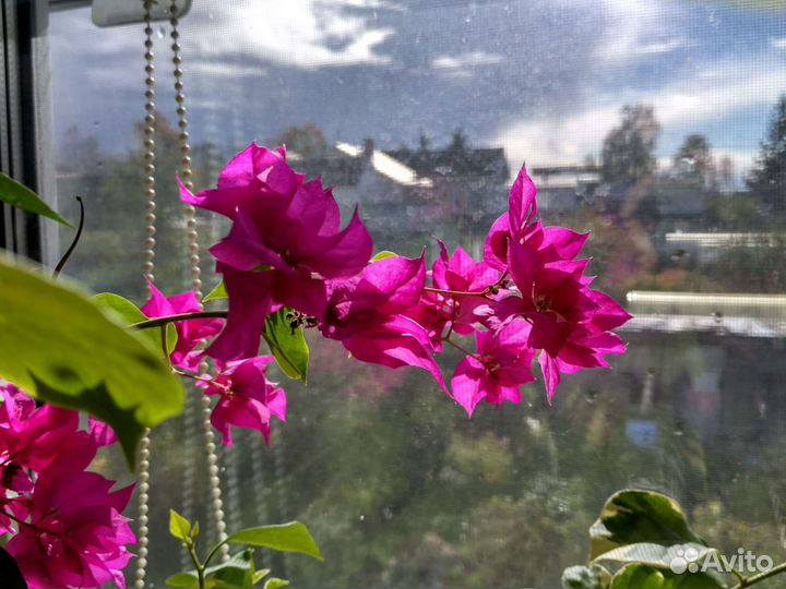 Бугенвиллия