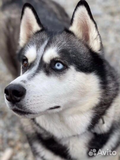 Сибирский хаски Алтай ищет дом