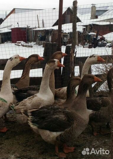 Гусята домашние