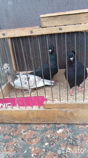 Голуби разных пород