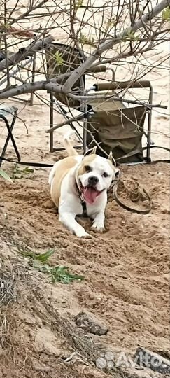 Случка собак