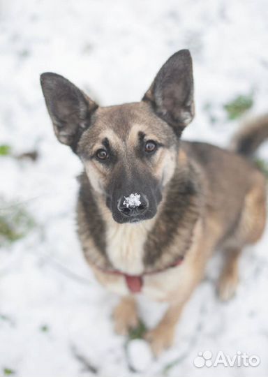 Собака в добрые руки