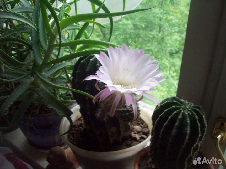 Кактусы бесплатно