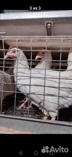 Курица молодка