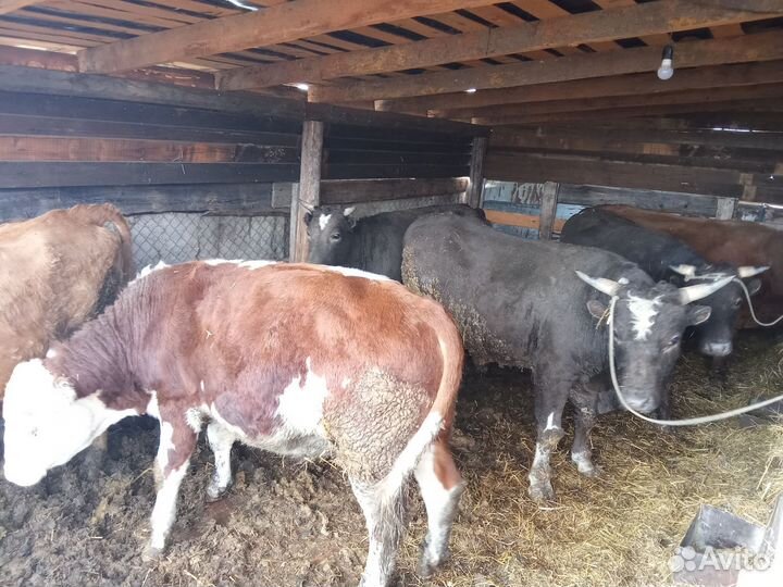 Продам быков