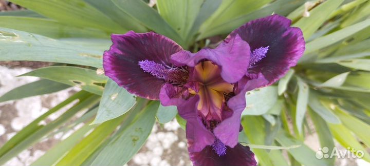 Ирисы карликовые