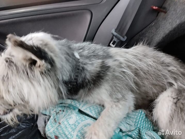 Шкурка животного