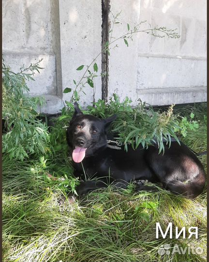 Мия и Лия в поисках дома