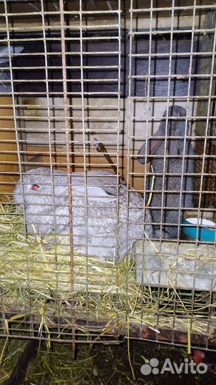 Кролики мясных пород