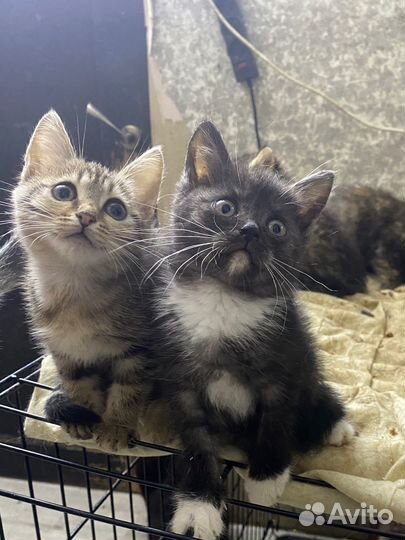 Котята в приюте