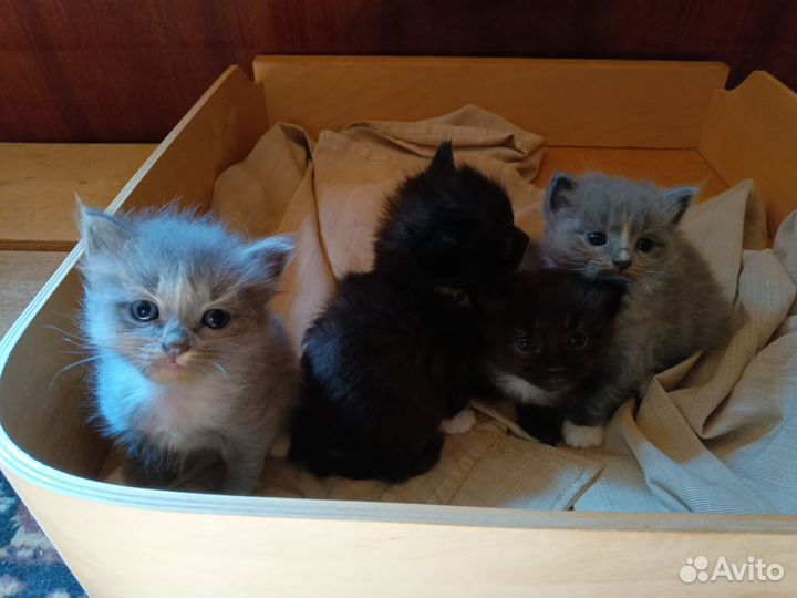 Домашние животные котята бесплатно