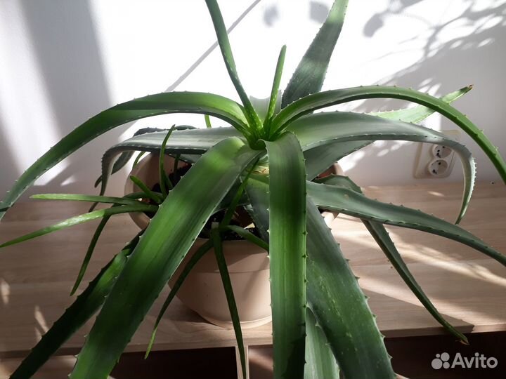 Алое вера растение