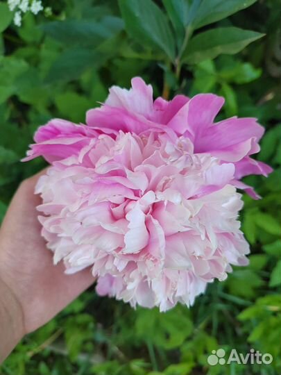 Пионы корни