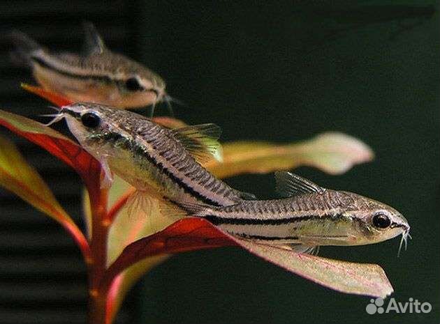 Севилия, Сомик Пигмей