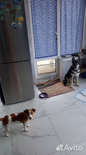 Домашние животные собаки щенки