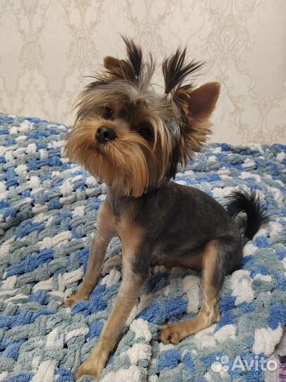 Йоркширский терьер