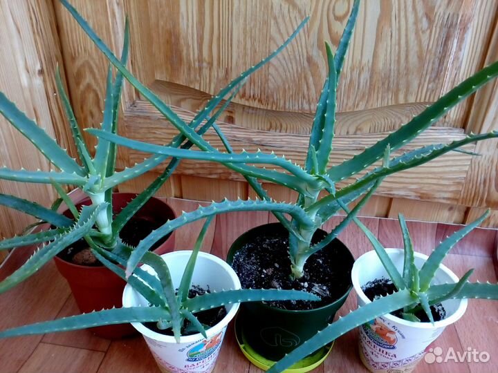 Лечебные Алоэ,Каланхоэ, Толстянка