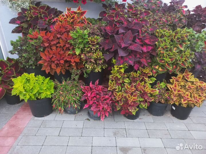 Гортензия куст, черенки колеусов, калибрахуа, и др