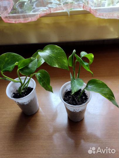 Комнатные цветы