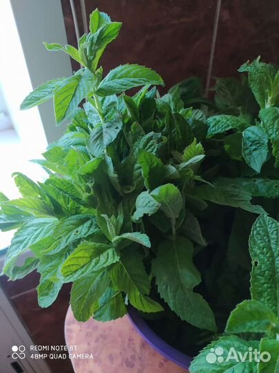 Мята свежая