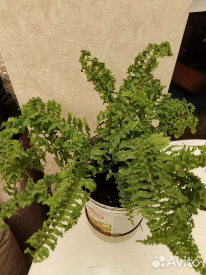 Комнатные растения