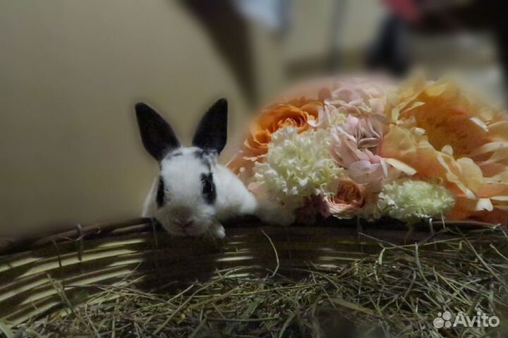 Декоративные кролики