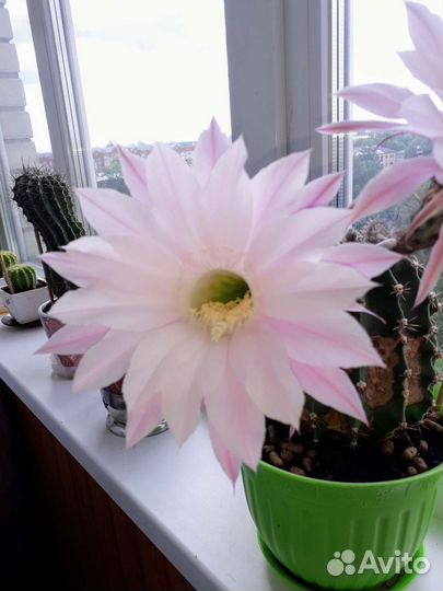 Кактус цветущий