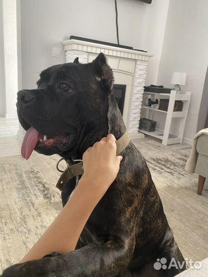 Отдам в добрые руки