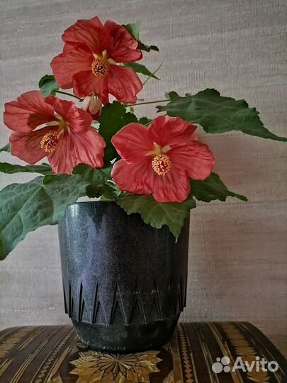 Абутилон Белла Ред, комнатный клен