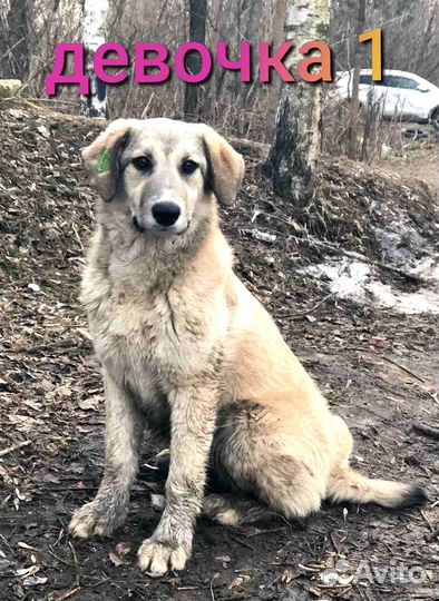 Собакены в ответственные руки