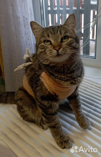 Молодая кошечка