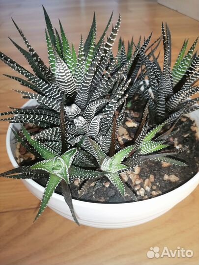 Кактусы и суккуленты