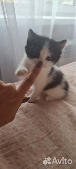 Котятки