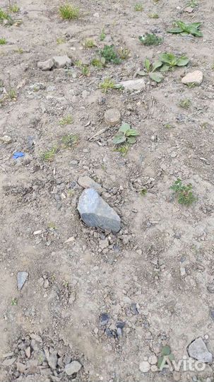 Отдам бесплатно грунт