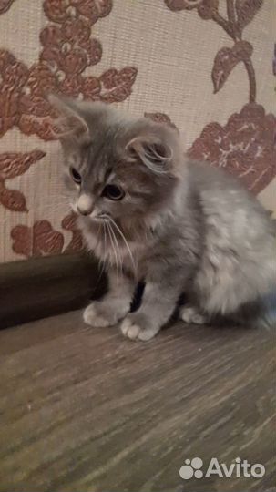 Котенок в добрые руки