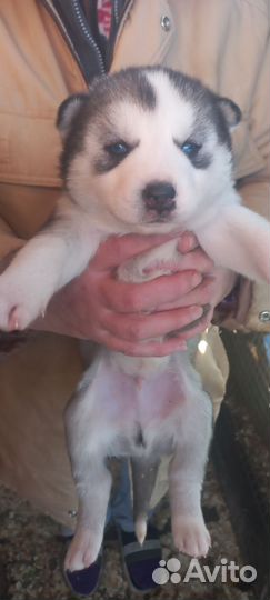 Щенки хаски