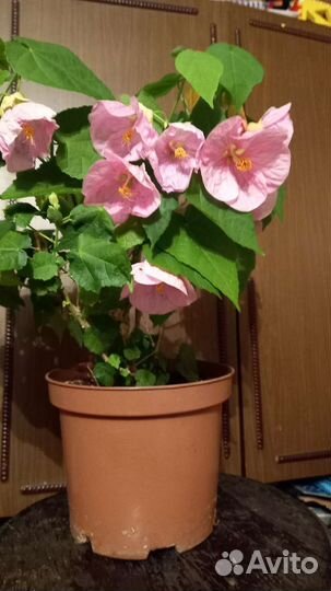 Абутилон розовый