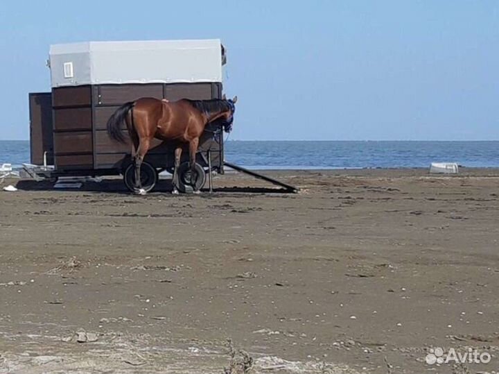 Коневозка перевозка